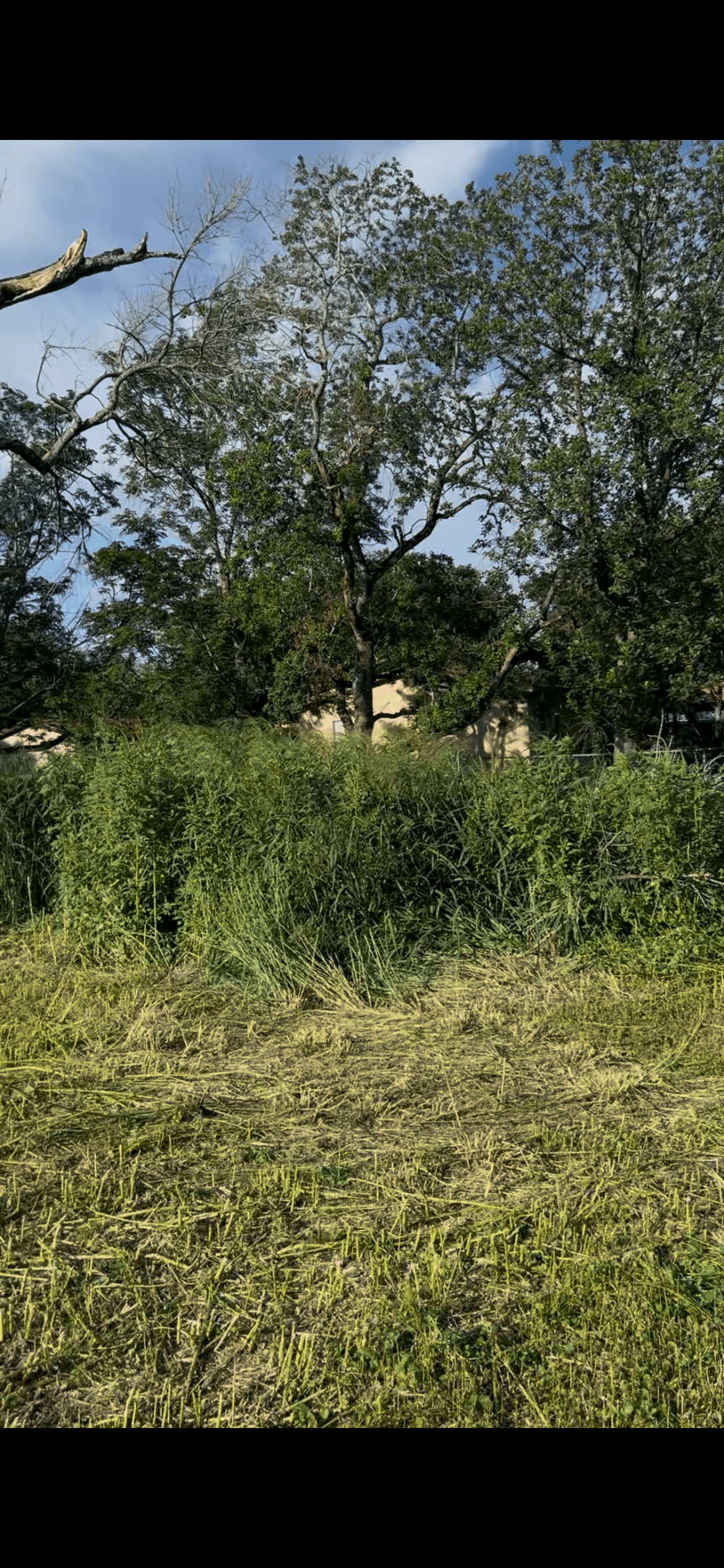 Land Clearing